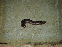 Orthoporoides
