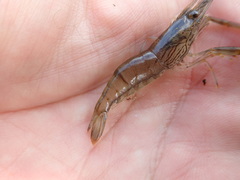 Macrobrachium japonicum