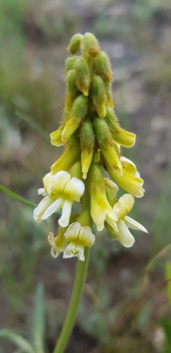 Image of Eriosema kraussianum by (c) Suvarna Parbhoo Mohan, some rights reserved (CC BY-SA)