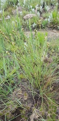 Thesium scirpioides
