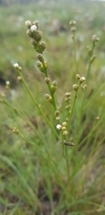 Thesium scirpioides