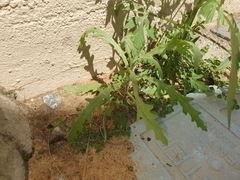 Senecio consanguineus