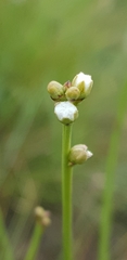 Thesium scirpioides