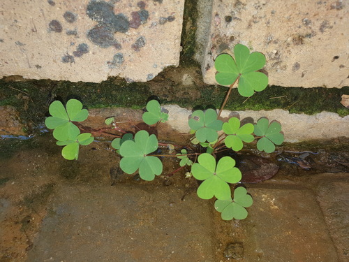 Creeping Woodsorrel
