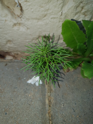 dwarf marigold