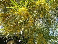 Acacia euthycarpa