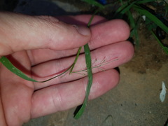 Panicum schinzii