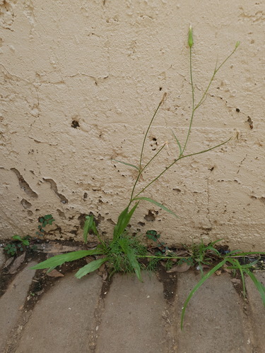 white flatweed
