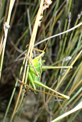 Ectopistidectes daptes