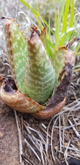 Aloe grandidentata