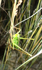 Ectopistidectes daptes