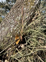 Tillandsia simulata