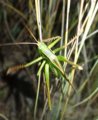 Ectopistidectes daptes
