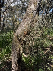 Tillandsia simulata