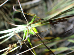 Ectopistidectes daptes