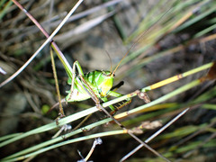Ectopistidectes daptes
