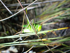 Ectopistidectes daptes