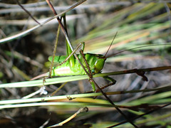 Ectopistidectes daptes