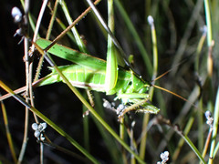 Ectopistidectes daptes