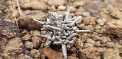 Anacampseros ustulata