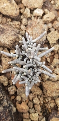 Anacampseros ustulata