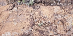 Anacampseros ustulata
