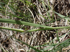 Aristida bipartita