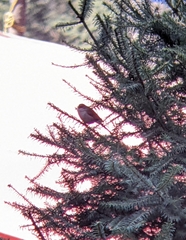 Junco phaeonotus