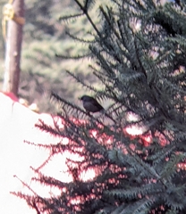 Junco phaeonotus