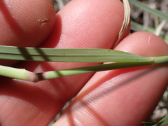 Aristida bipartita