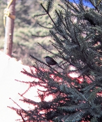 Junco phaeonotus