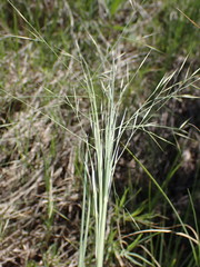 Aristida bipartita