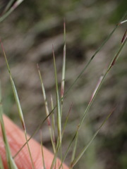 Aristida bipartita