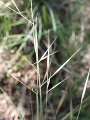 Aristida bipartita