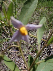 Solanum campylacanthum