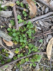 Viola sieberiana