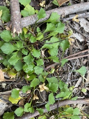 Viola sieberiana