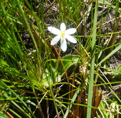 Hypoxis parvula albiflora