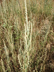 Atriplex patens
