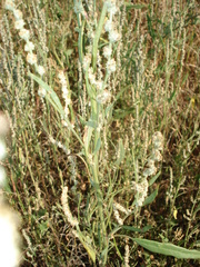 Atriplex patens