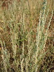 Atriplex patens