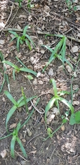 Pseudoprospero firmifolium natalensis