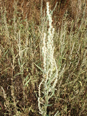 Atriplex patens