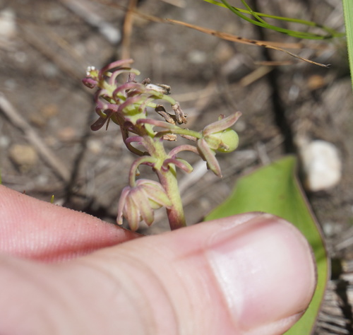 Ledebouria sandersonii