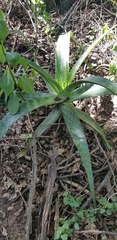 Aloe pruinosa