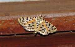 Conogethes tharsalea