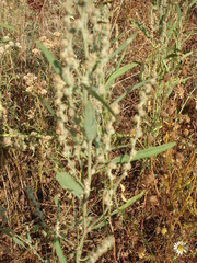 Atriplex patens