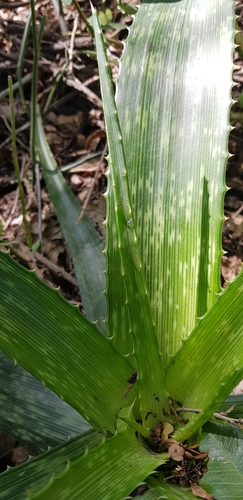 Aloe pruinosa, photograph 1