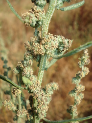 Atriplex patens