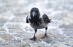 Corvus cornix